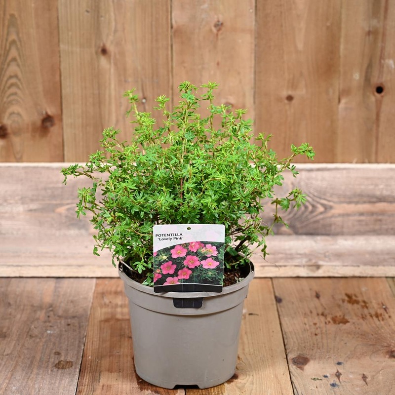 Potentilla Lovely Pink 3L