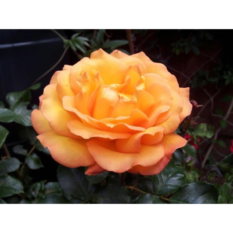 Precious Amber 3L