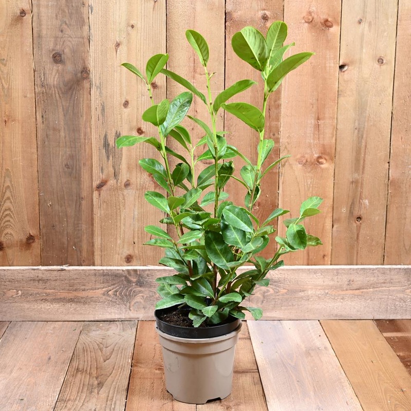 Prunus Laurocerasus ‘Rotundifolia’ 3L