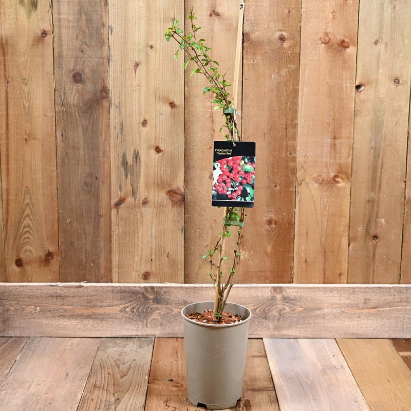 Pyracantha ‘Saphyr Red’  3Ld