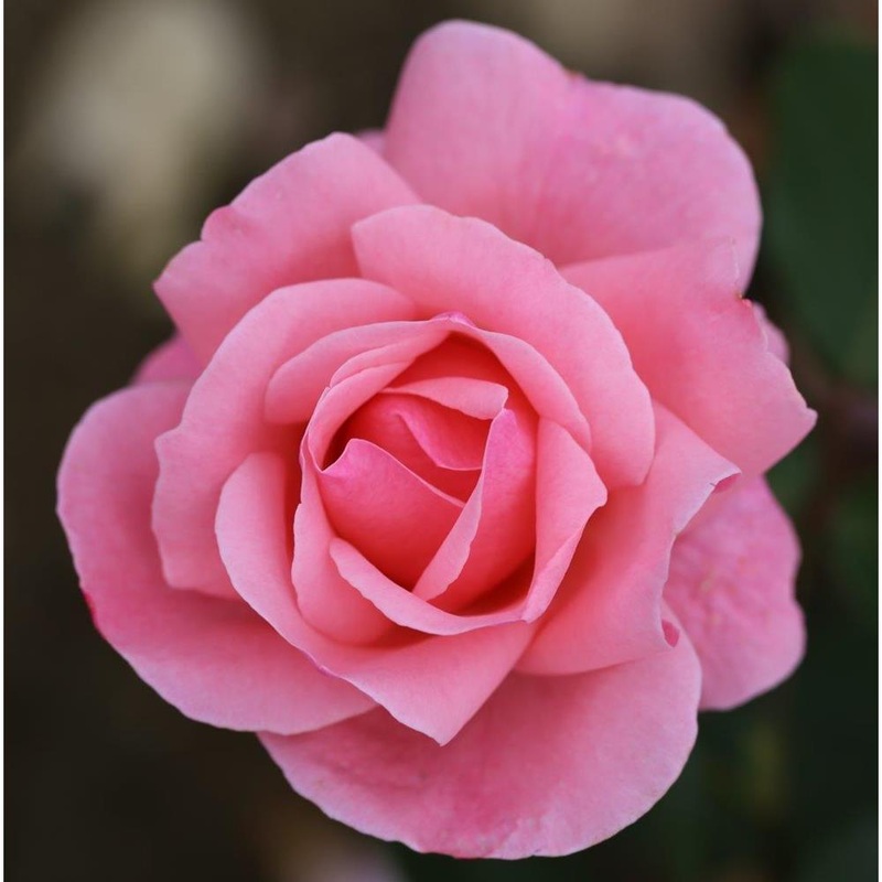 Queen Elizabeth  3L