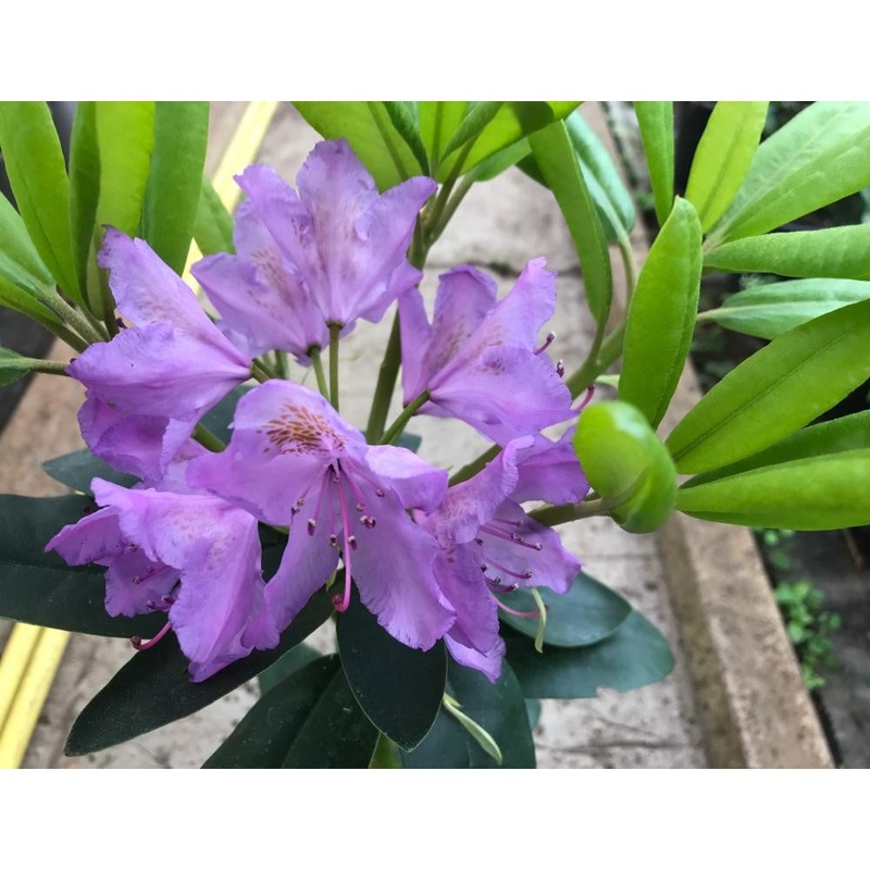 Rhododendron Grandiflorum|2 litre|5 litre