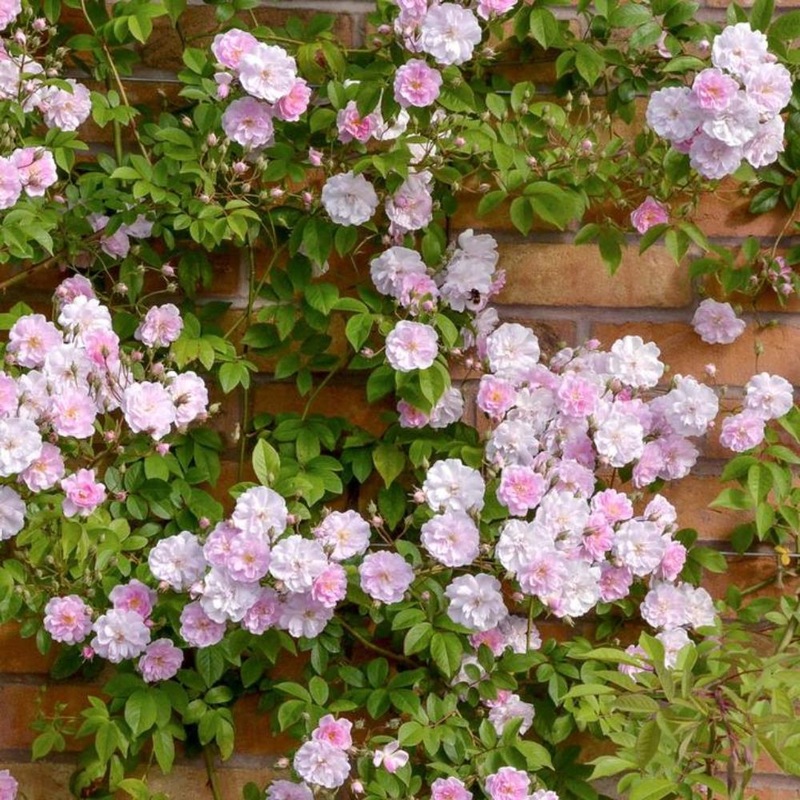 Rose Pauls Himalayan Musk Rambler 6L