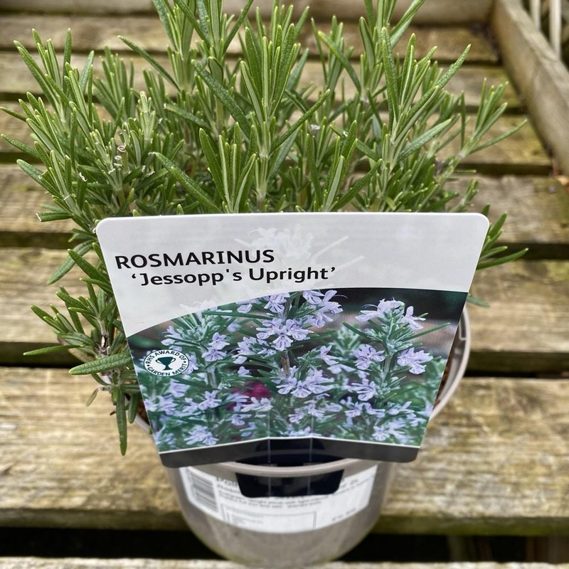 Rosmarinus ‘Jessop’S Upright’ 2L