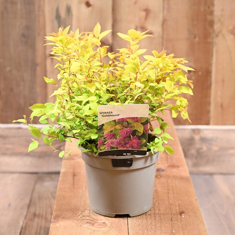 Spiraea Japonica  ‘Goldmound’ 2L