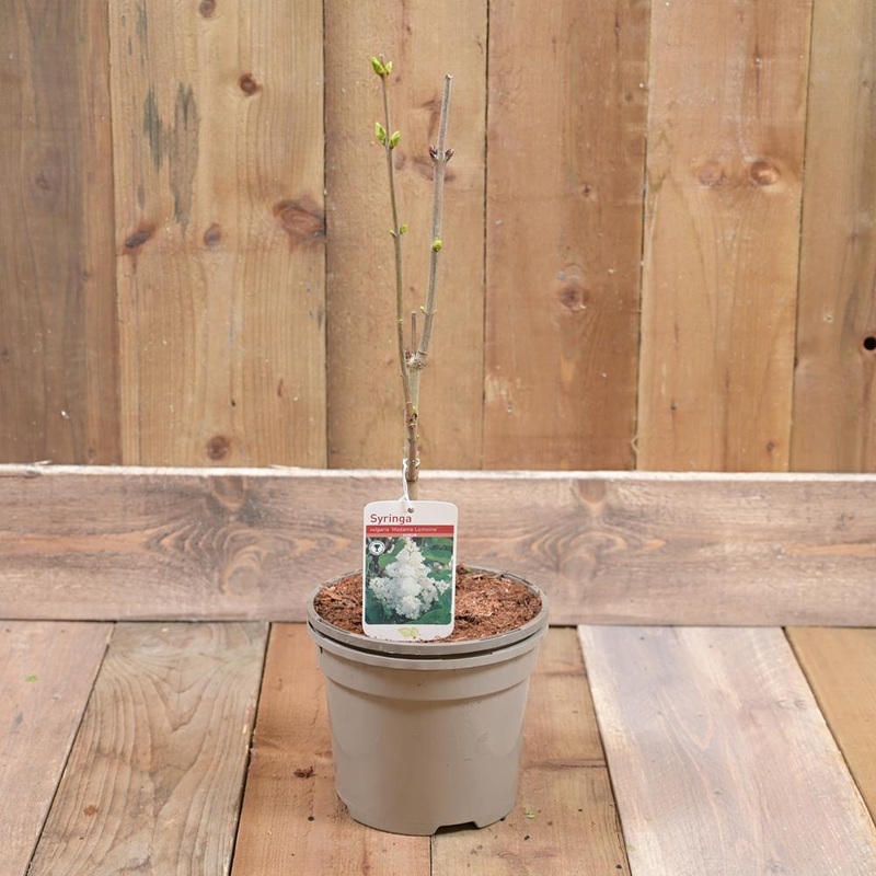 Syringa Mme Lemoine 3L