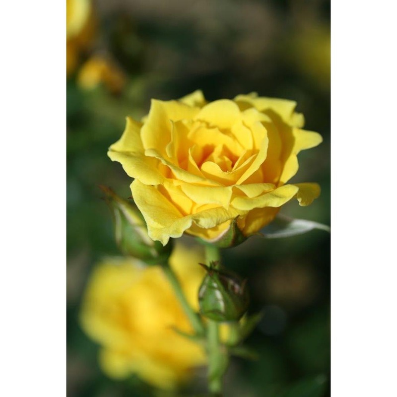 Yellow Patio 3L