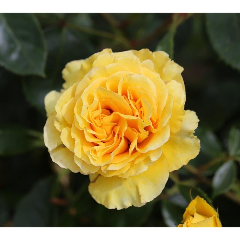 Anniversary Wishes Rose Golden Yellow 3L