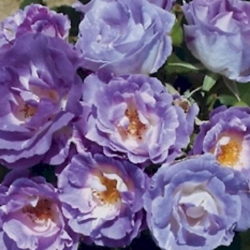 Blue For You 3L