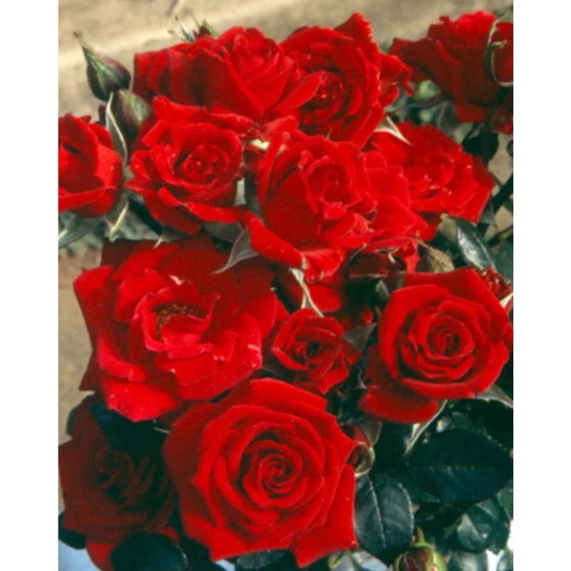 Climbing Rose Love Knot  4L