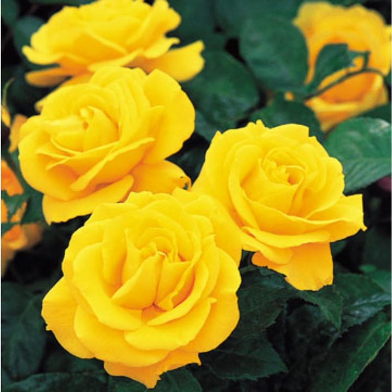 Golden Wedding 3L