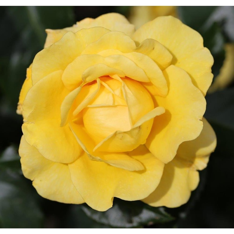 Happy Golden Wedding  3L
