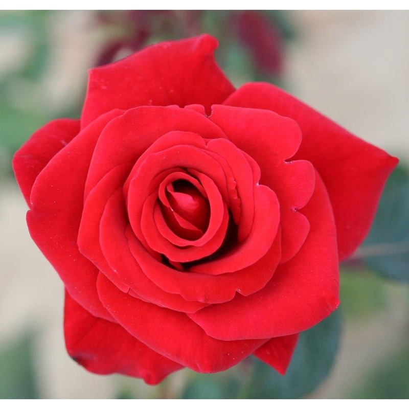 Happy Ruby Wedding  3L