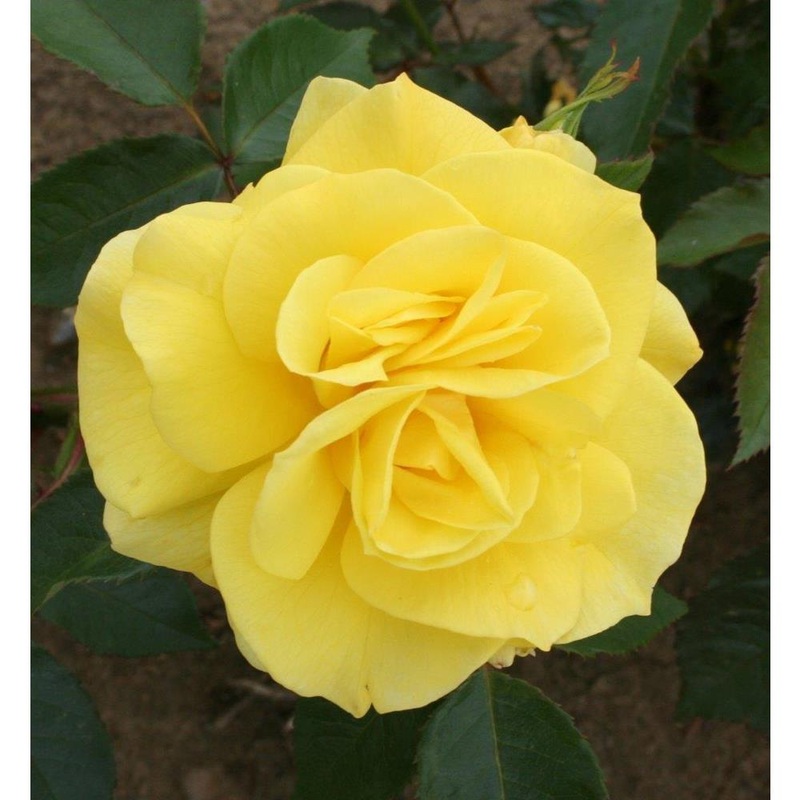 Korresia  3L