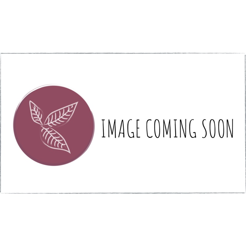 Lavender – twickle purple|Lavendula angustifolia