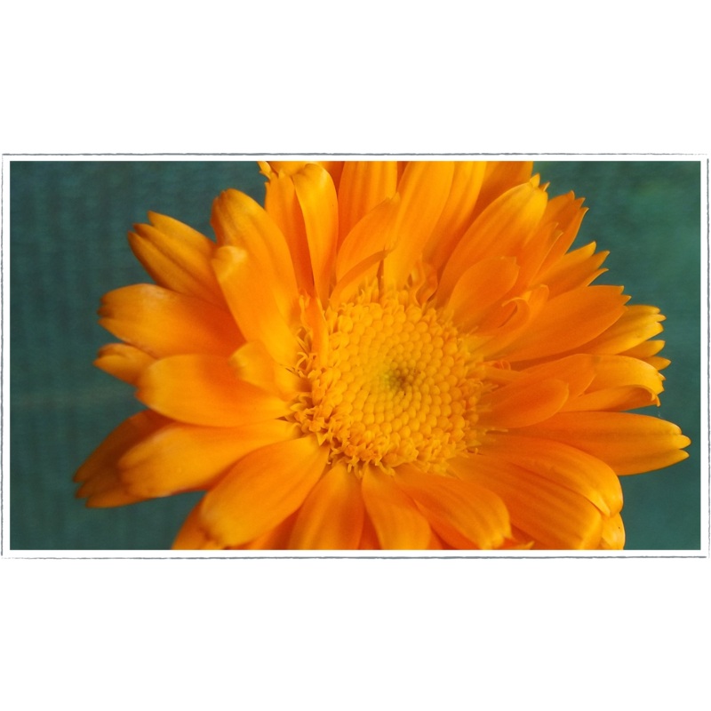 Marigold|Calendula officinalis