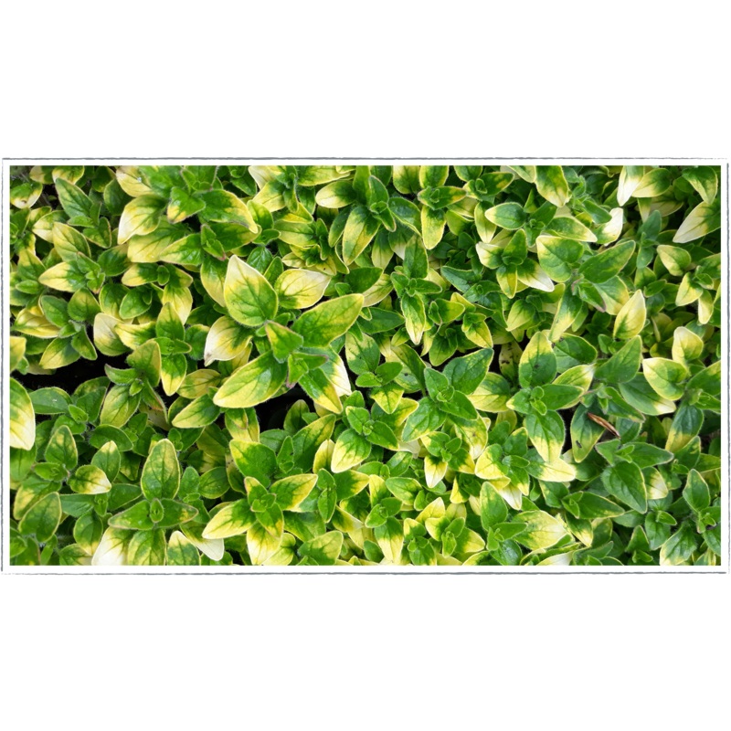 Marjoram – gold tip|Origanum vulgare