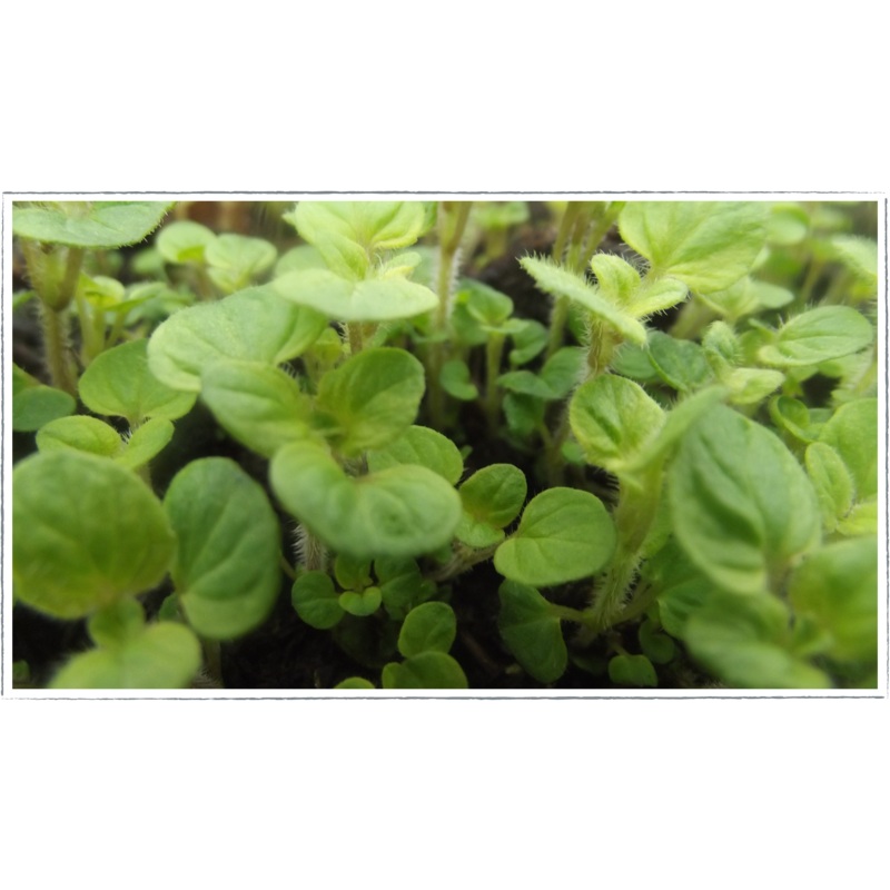 Marjoram – golden curly|Origanum aureum crispum