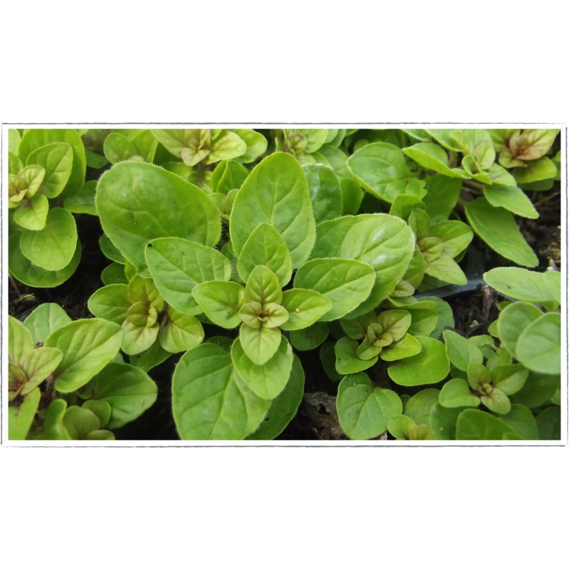Marjoram – golden|Origanum vulgare aureum