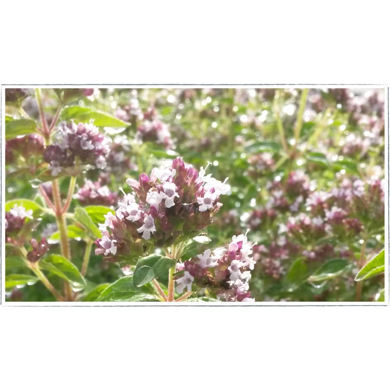 Marjoram – pot|Origanum onites