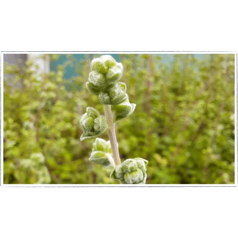 Marjoram – sweet|Origanum marjorana