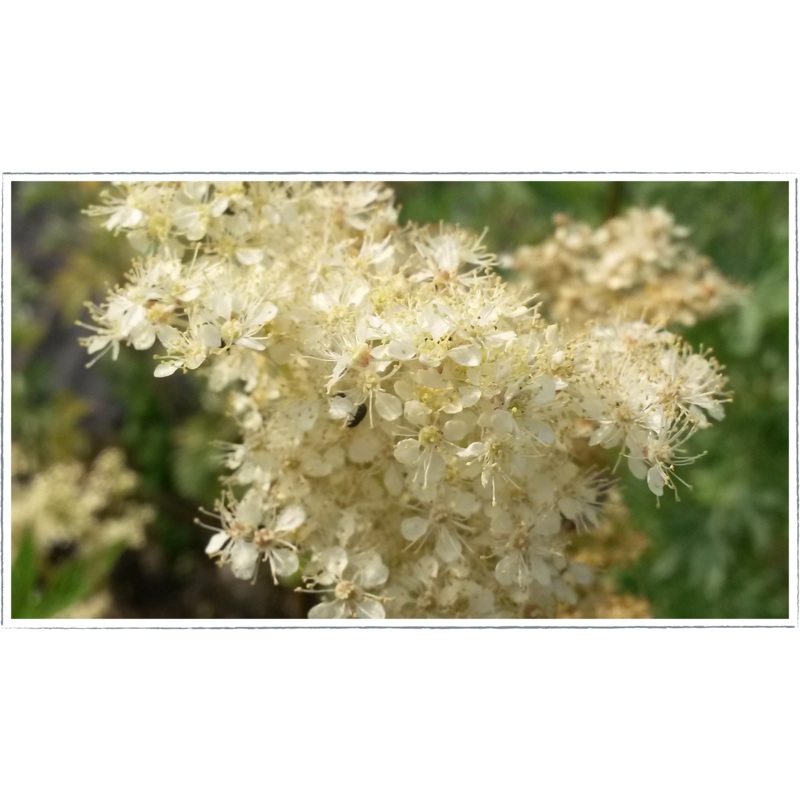 Meadowsweet|Filipendula ulmaria