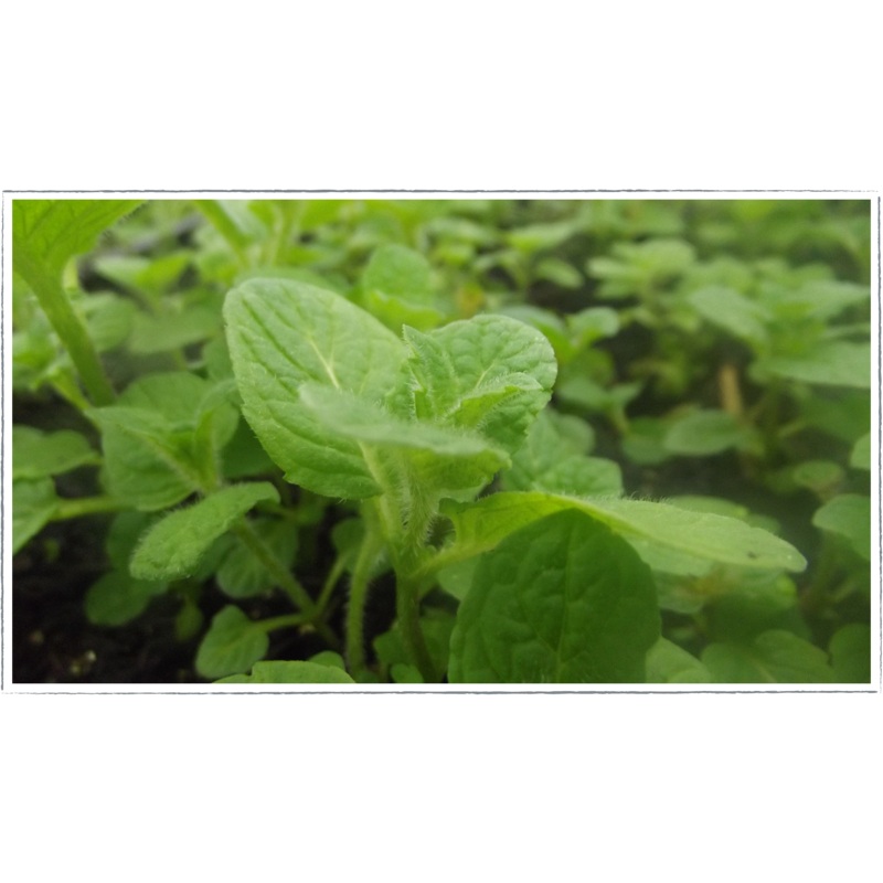 Mint – apple|Mentha rotundiflora
