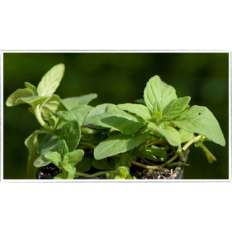 Mint – banana|Mentha arvensis