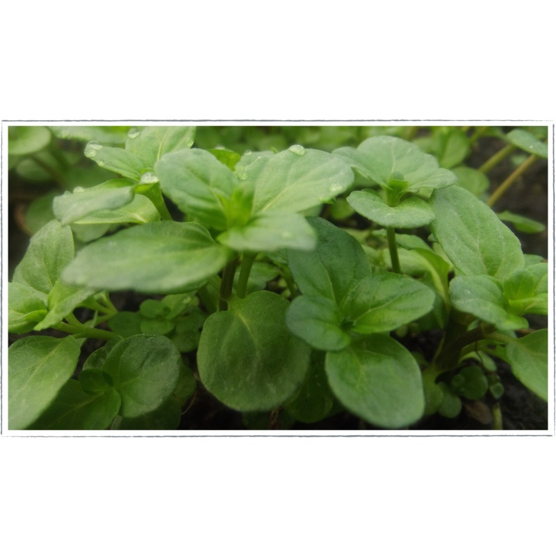 Mint – basil|Mentha x piperita f.citrata
