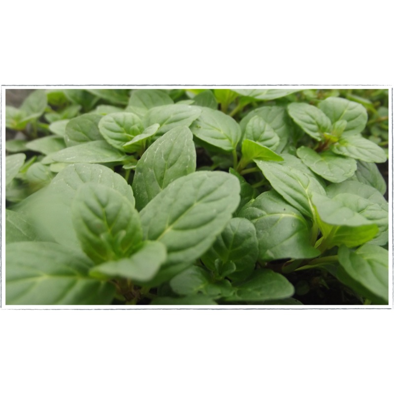 Mint – black peppermint|Mentha x piperita