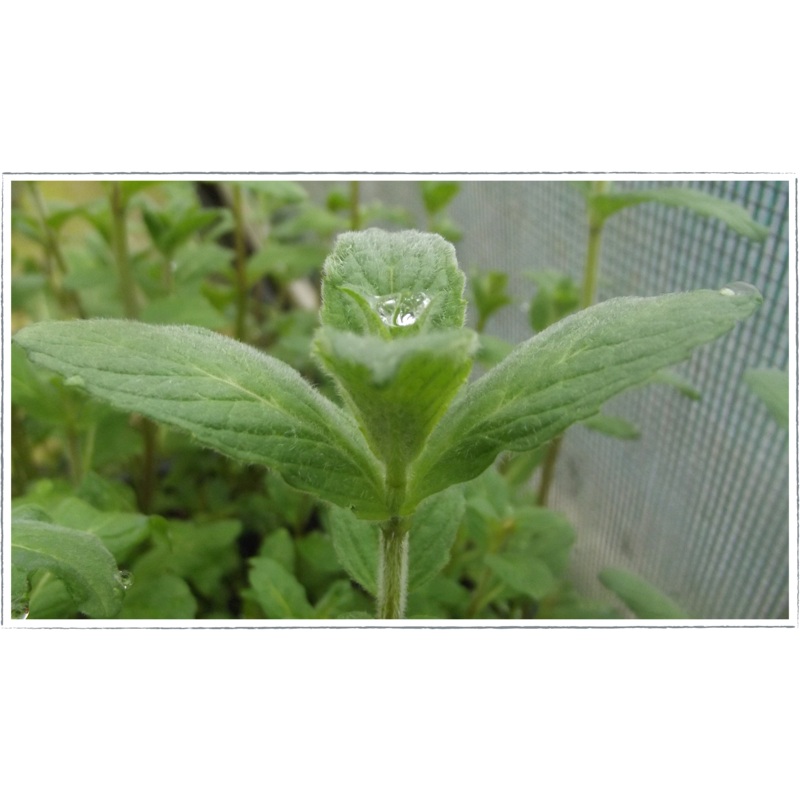 Mint – buddleia|Mentha lonigolia