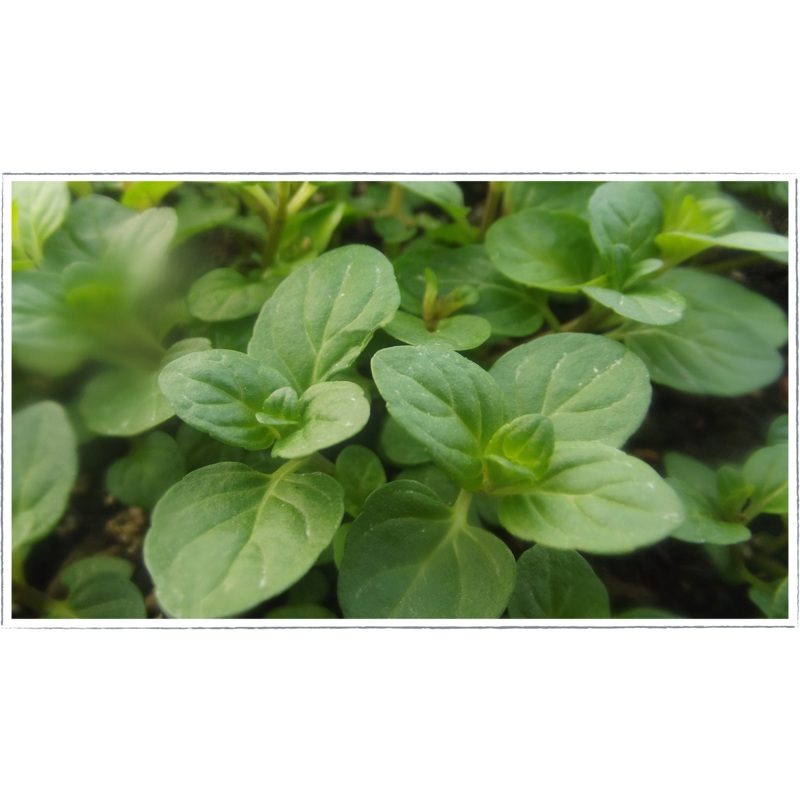 Mint – chocolate|Mentha x piperita
