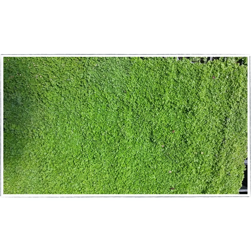 Mint – corsican|Mentha requienii