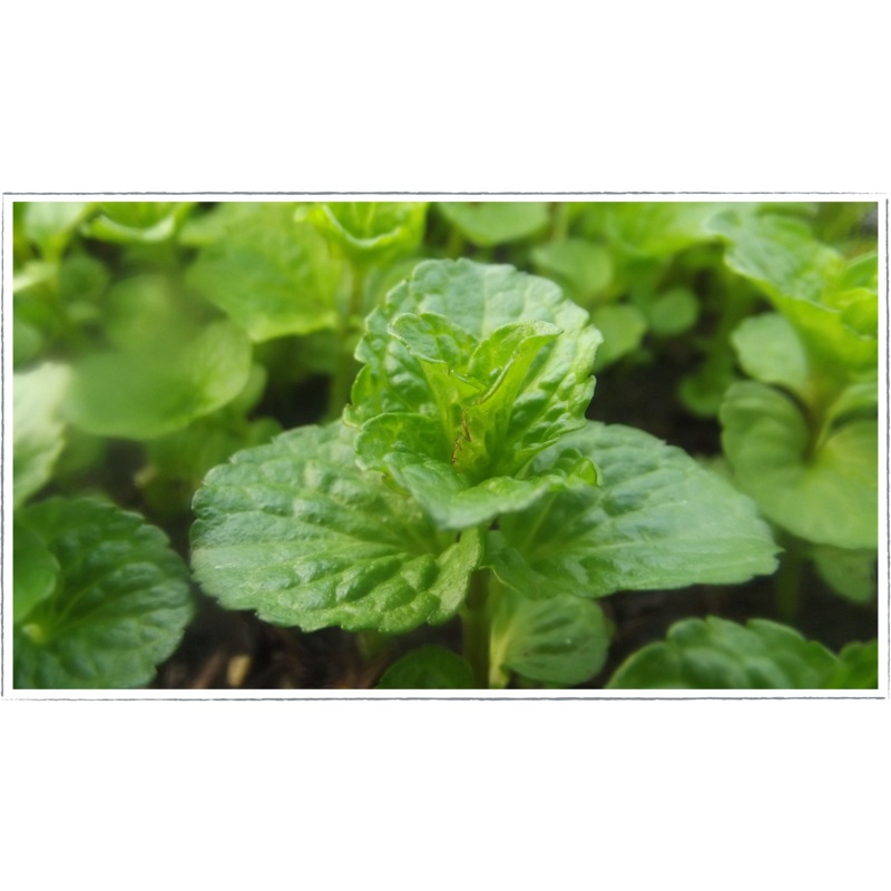 Mint – curly|Mentha spicata crispa