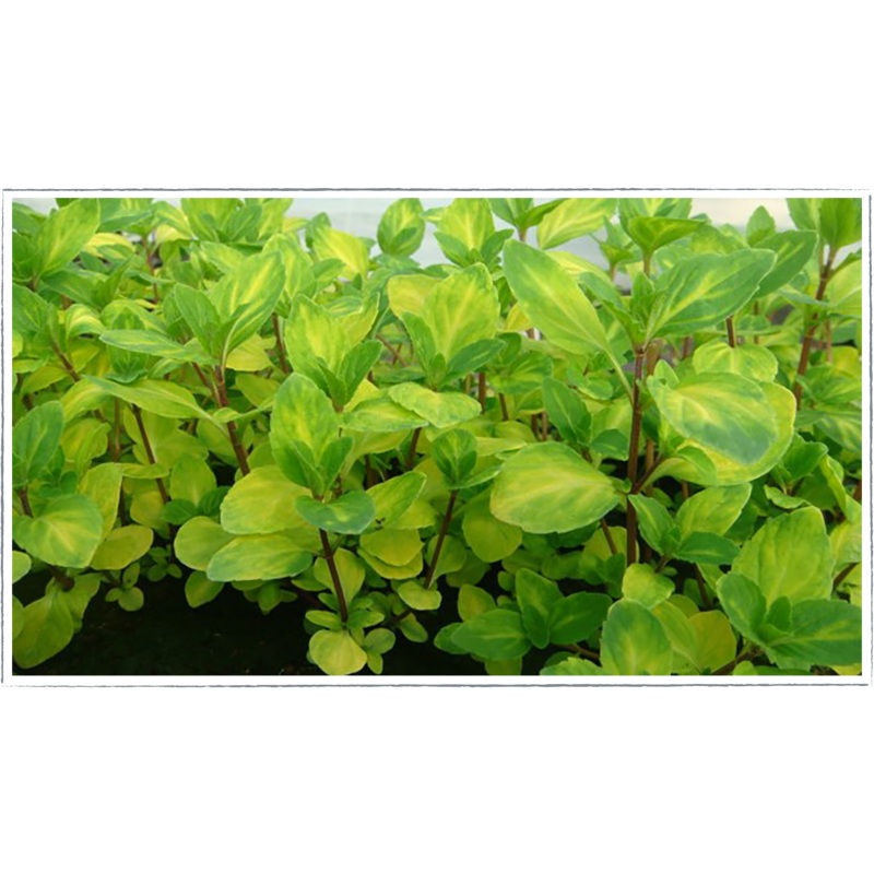 Mint – ginger|Mentha x gentilis