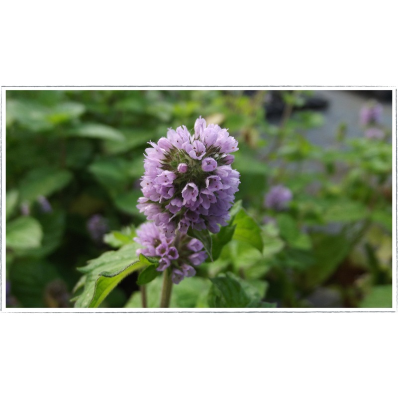 Mint – grapefruit|Mentha x piperita f. citrata