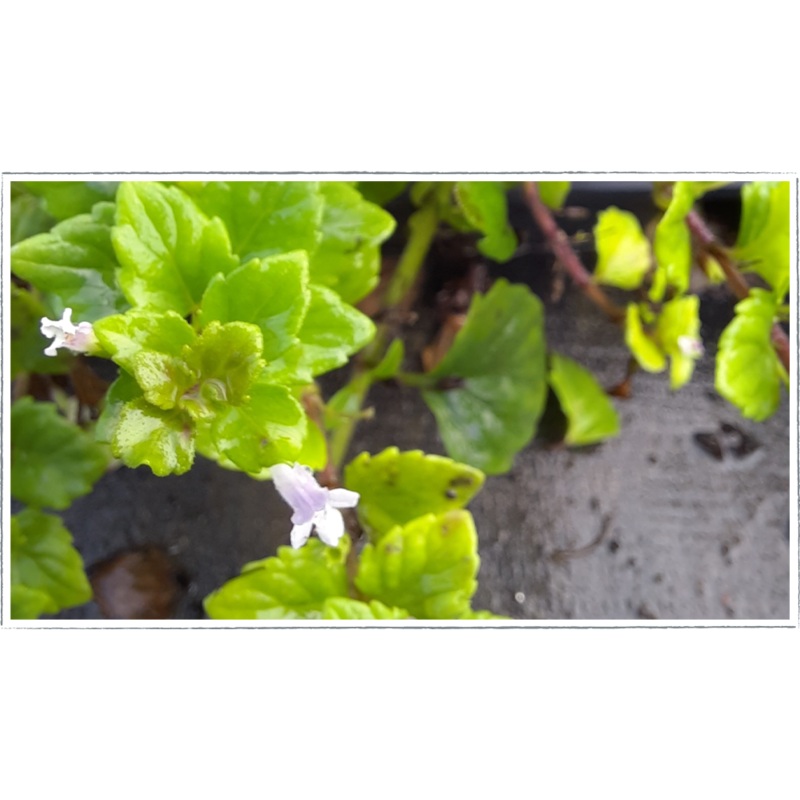 Mint – Indian|Satureja douglasii