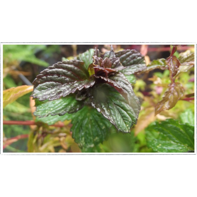 Mint – Jessicas sweet pear|Mentha