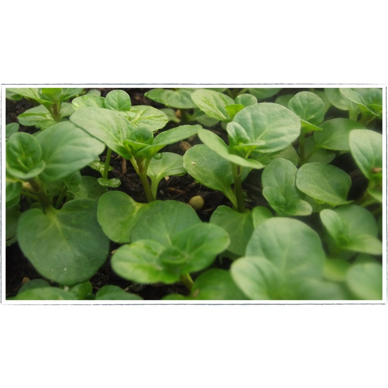 Mint – lavender|Mentha piperita