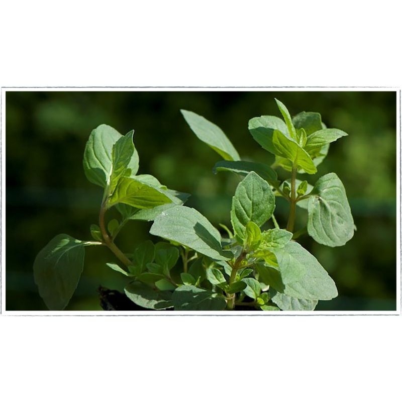Mint – lemon|Mentha x piperita citrata