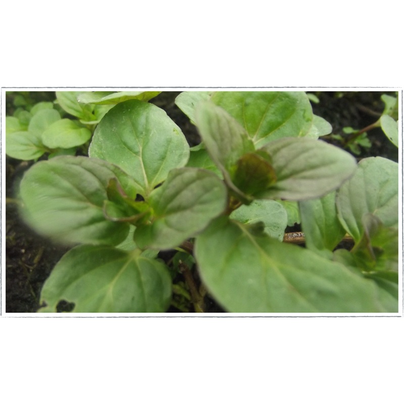 Mint – lime|Mentha x piperita citrata