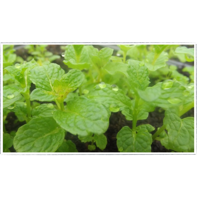 Mint – Moroccan|Mentha spicata