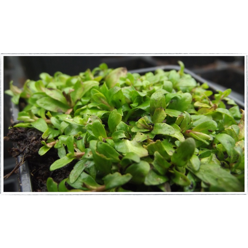 Mint – pennyroyal|Mentha pulegium