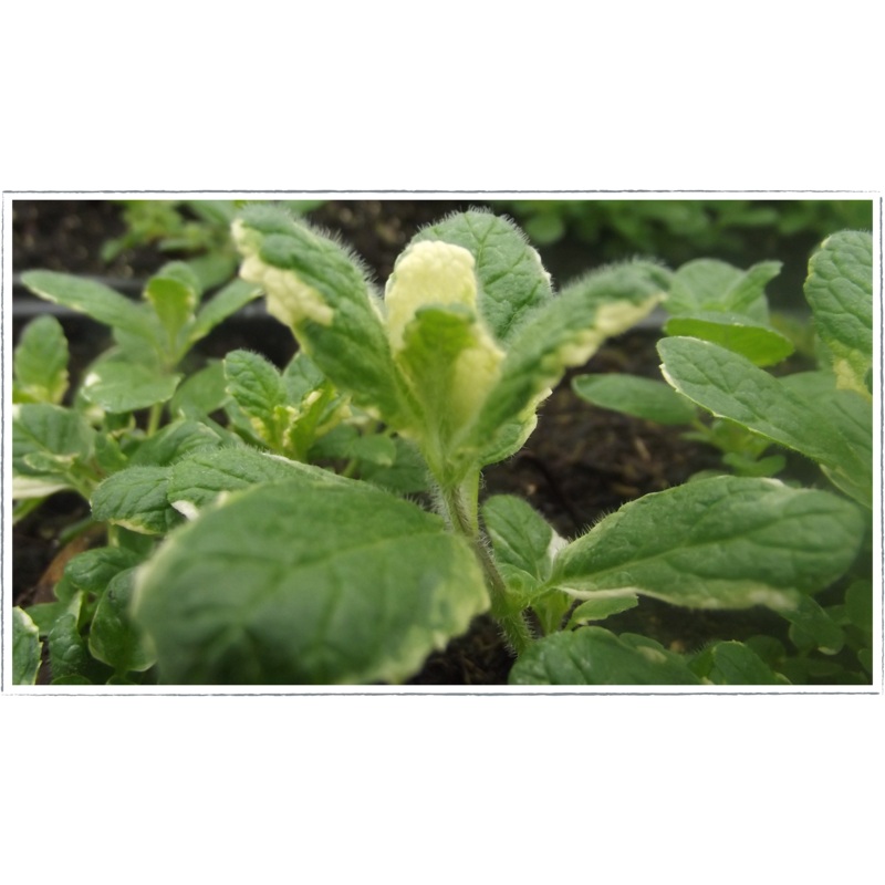 Mint – pineapple|Mentha rotundiflora variegata