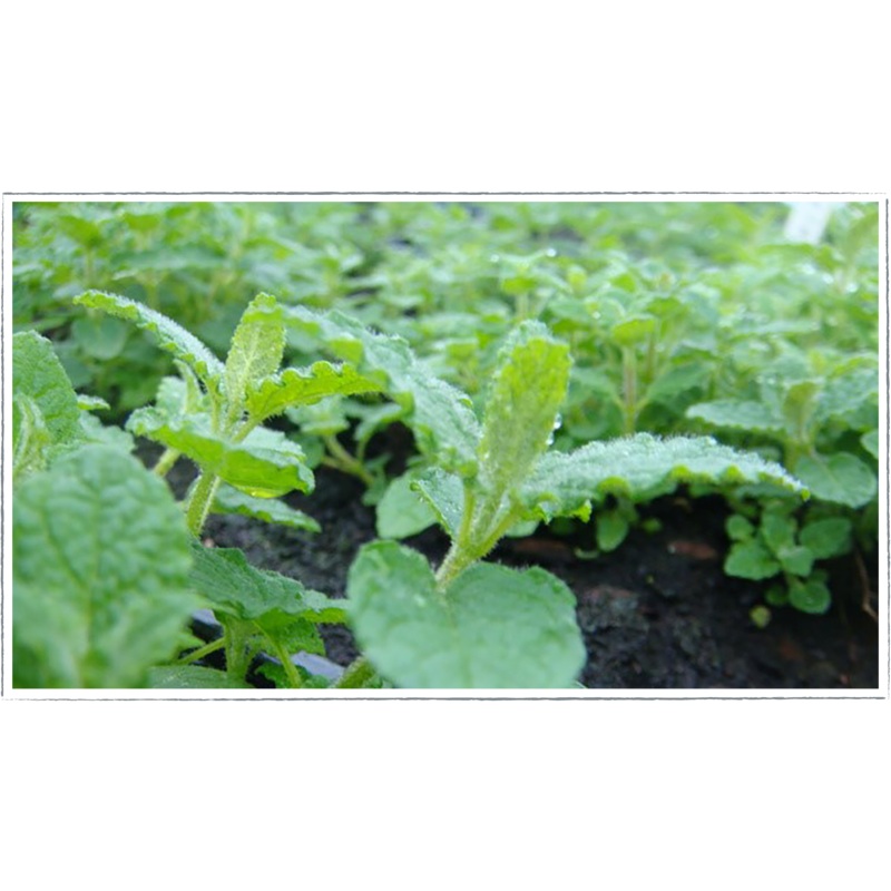 Mint- spearmint|Mentha spicata