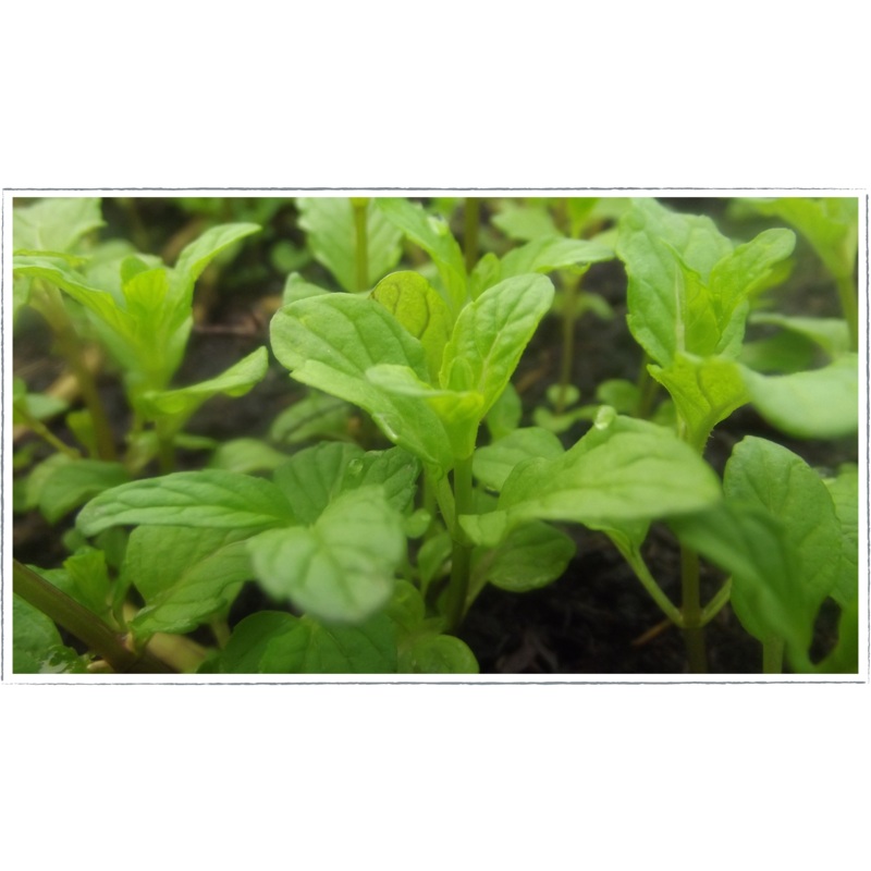Mint – strawberry|Mentha spicata