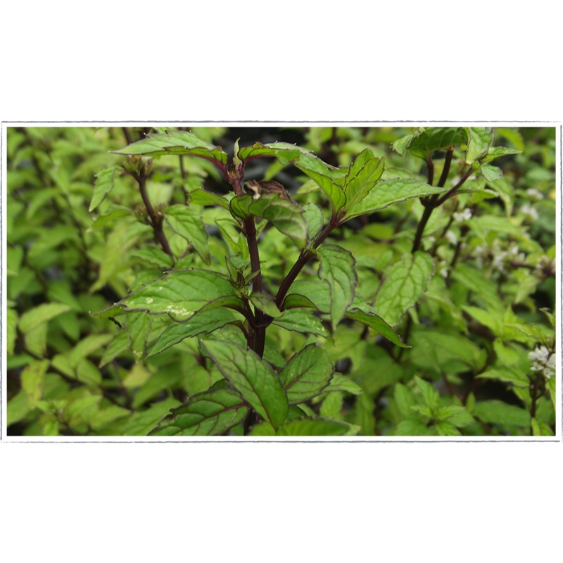 Mint – Thai|Mentha arvensis