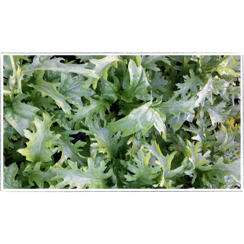 Mizuna|Brassica rapa