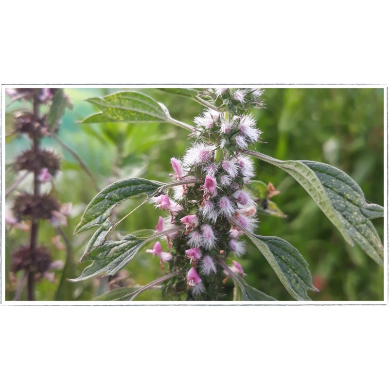 Motherwort|Leonurus cardiaca