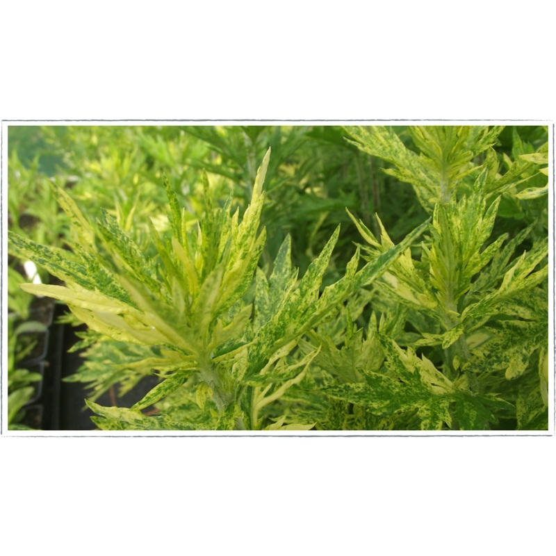 Mugwort – variegated|Artemisia vulgaris variegata
